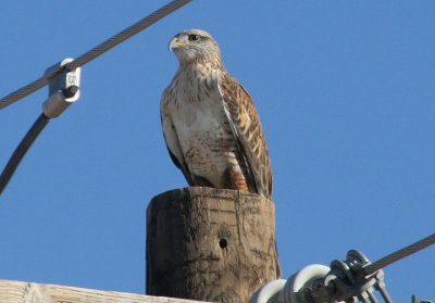 Ferruginous Hawk