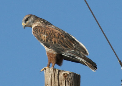 Arizona Birds; December 2011