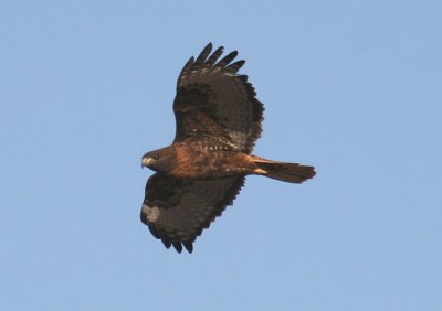 Red-tailed Hawk; dark morph