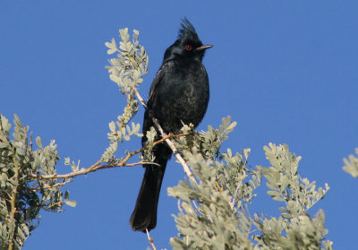 Phainopepla; male