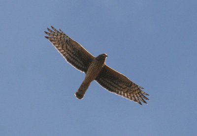 Northern Harrier; female