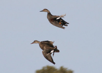 Gadwall pair