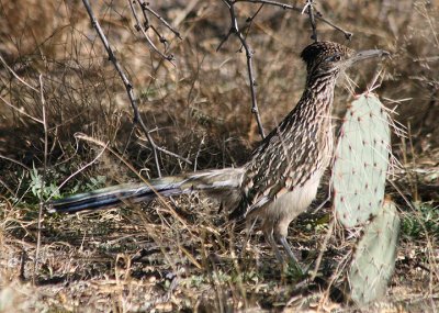 Greater Roadrunner