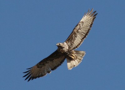 Harlan's Red-tailed Hawk