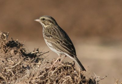 Savannah Sparrow