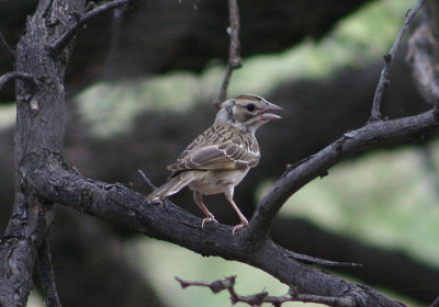 Lark Sparrow; juvenile