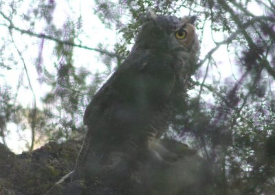 Great Horned Owl