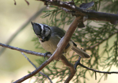 Bridled Titmouse