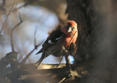 White-winged Crossbill; male