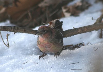 White-winged Crossbill; young male
