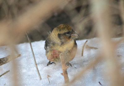 White-winged Crossbill; young male