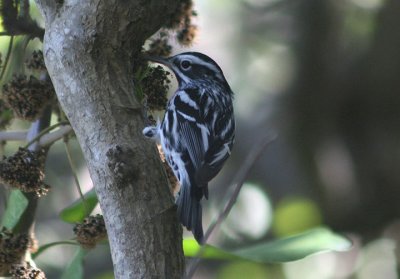 Black and White Warbler; male