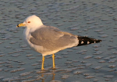 Ring-billed Gull; breeding