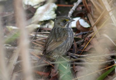 Seaside Sparrow