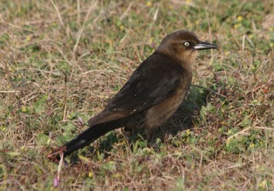 Boat-tailed Grackle; female