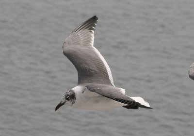 Laughing Gull; transitional plumage