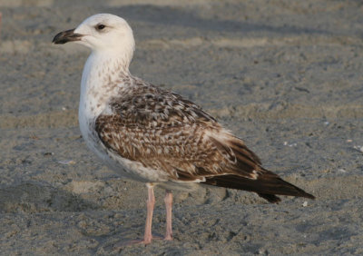 Great Black-backed Gull; first cycle