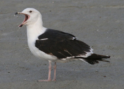 Great Black-backed Gull; third year