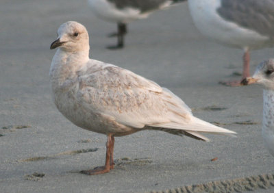 Kumlien's Iceland Gull; first cycle