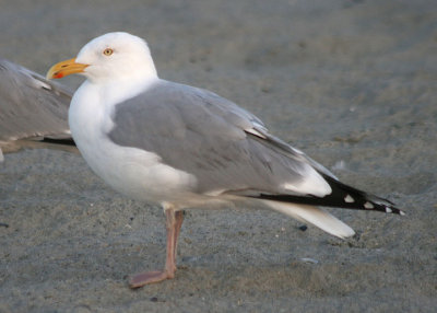 Herring Gull; breeding