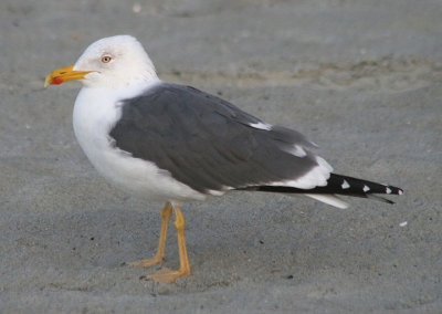 Lesser Black-backed Gull; breeding