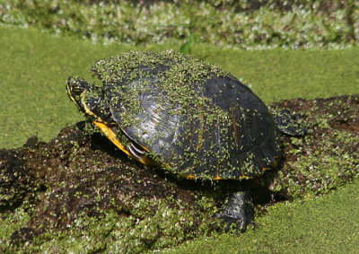 Yellow-bellied Slider