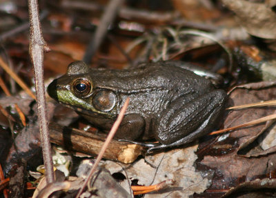 Bronze Frog; male