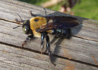 Xylocopa virginica; Eastern Carpenter Bee; male
