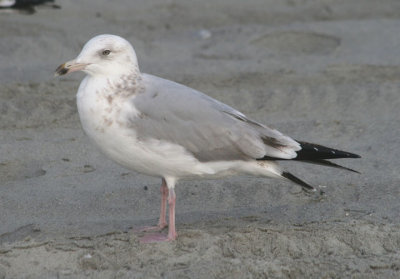 Ring-billed Gull; second year