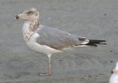 Herring Gull; third year