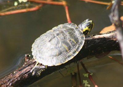 Yellow-bellied Slider; juvenile