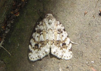 8098 - Clemensia albata; Little White Lichen Moth