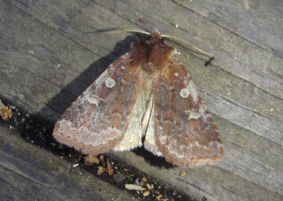 10994 - Cerastis tenebrifera; Reddish Speckled Dart