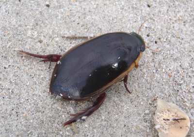 Cybister fimbriolatus; Predaceous Diving Beetle species