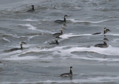 Horned Grebes; transitional 