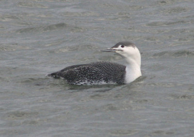 Red-throated Loon; basic