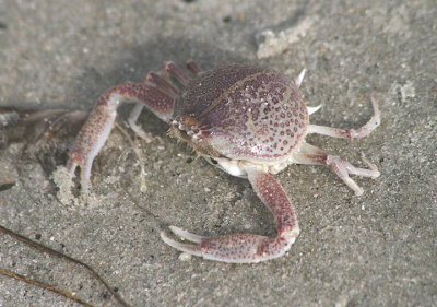 Mottled Purse Crab