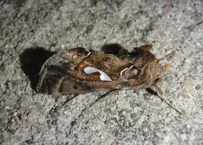 8907 - Megalographa biloba; Bilobed Looper Moth