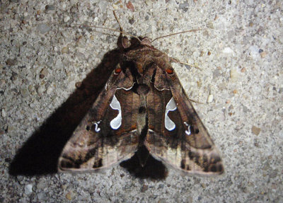 8907 - Megalographa biloba; Bilobed Looper Moth