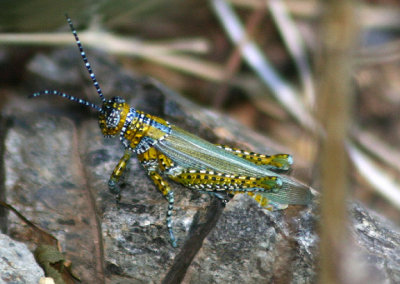 Poecilotettix pantherinus; Panther-spotted Grasshopper; male