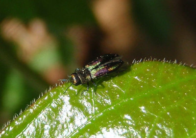 Anthaxia quercata; Metallic Wood-boring Beetle species