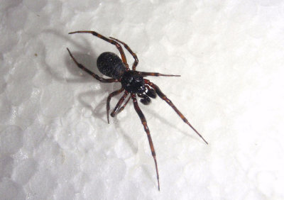 Steotada borealis; Cobweb Spider species; male