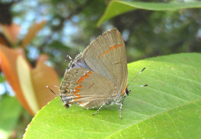 Calycopis cecrops; Red-banded Hairstreak