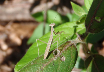 Tenodera aridifolia; Chinese Manitd nymph; exotic