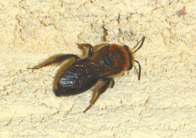 Colletes thoracicus; Cellophane Bee species