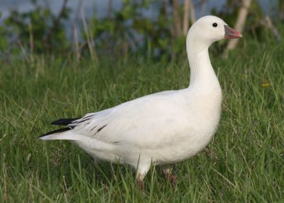 Ross's Goose