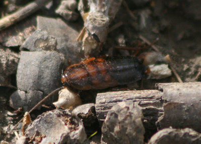 Parcoblatta pennsylvanica; Pennsylvania Wood Cockroach nymph