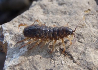 Asellidae Isopod species