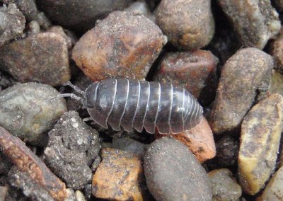 Armadillidium vulgare; Woodlouse species