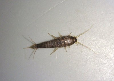 Lepisma saccharina; Common Silverfish